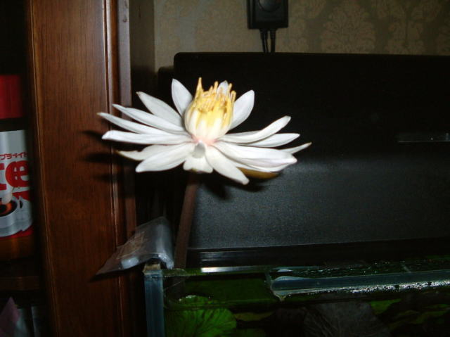 タイガーロータスの花
